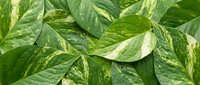 Fresh green and yellow variegated pothos leaves creating natural botanical background for home decor and plant care content.