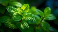 Fresh green mint leaves with textured surface and vibrant color against dark background, ideal for culinary, herbal tea, or aromatherapy designs.