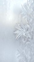 Delicate frost crystals forming intricate ice patterns on glass surface creating natural winter artwork with soft white and silver tones for seasonal designs.