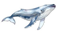 Watercolor humpback whale illustration isolated on white background for marine life designs, educational materials, and ocean-themed projects.
