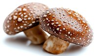 Fresh brown shiitake mushrooms with water drops on caps against white background, macro food photography showing natural texture and moisture.