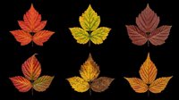 Six autumn leaves in vibrant red, orange, yellow, and brown tones, isolated on transparent background, ready for stickers, T-shirts, clipart, and print on demand.