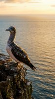 Seabird perched on rocky cliff overlooking ocean at golden hour sunset with warm light reflecting on water creating peaceful coastal wildlife scene.