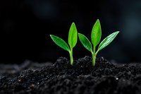 Young green seedlings emerging from rich black soil against dark background. New life growth symbolizes hope, beginnings and environmental sustainability.
