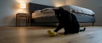 Black cat playing with yellow toy mouse on wooden floor in cozy bedroom with warm lighting and modern furniture for pet care and home comfort concepts.