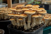 Cluster of golden brown mushrooms growing in cultivation container, showing multiple caps and stems emerging from dark soil, captured in natural lighting.