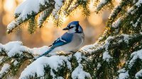 Blue jay perched on snow-covered evergreen branch with warm golden sunlight filtering through winter forest creating magical holiday atmosphere.