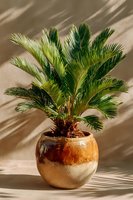 Vibrant sago palm in rustic ceramic pot with natural sunlight shadows on beige wall background, perfect for interior design inspiration.