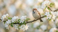Small sparrow perched on blooming apple tree branch with white flowers in soft spring garden setting for nature and wildlife photography projects.