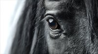 Close-up of black horse eye and mane showing detail and texture, creating dramatic contrast against blurred background for equestrian and animal photography.