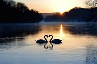 Two swans form heart shape silhouette on misty lake at sunrise, with golden sun reflection on calm water surface and foggy forest background.