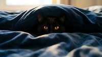 Adorable black cat with bright yellow eyes hiding under blue bedding in cozy bedroom setting. Playful feline peeking from soft fabric creates charming domestic scene.