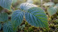 Fresh green raspberry leaves with detailed texture and serrated edges growing in natural garden setting for herbal tea and botanical applications.
