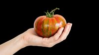 Ripe striped tomato held in open palm, isolated on transparent background. Ready for clipart, t-shirt design, print-on-demand products, stickers, and sublimation projects.