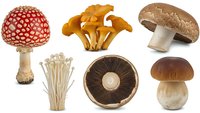 Collection of various mushroom species including fly agaric, chanterelles, shiitake, enoki and porcini fungi isolated on white background for culinary design.