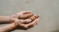 Hands holding fresh tamarind pods with brown wrinkled skin against neutral background, suitable for food, nutrition, cooking, and culinary content.