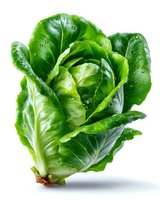Fresh green romaine lettuce with water drops on leaves isolated on white background, ready for food packaging and advertising designs.