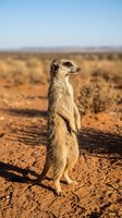 Meerkat standing upright on red desert soil, scanning the horizon under a clear blue sky in a dry savanna landscape.