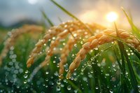 Golden rice ears bend under morning dew drops, sunlight creating magical bokeh effect through water pearls on green paddy stalks. Natural agricultural background.