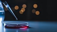 Laboratory pipette dropping sample into petri dish with warm bokeh lights creating scientific research atmosphere for medical testing applications.