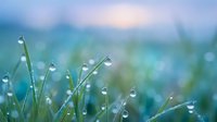 Fresh morning dew drops on green grass blades with soft bokeh background creating peaceful natural scene for wellness and environmental concepts.