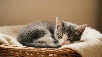 Adorable gray and white tabby kitten sleeping peacefully in wicker basket with soft cream blanket. Cozy pet portrait for home decor and animal lovers.