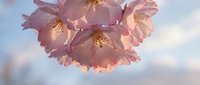 Delicate pink cherry blossoms illuminated by warm sunlight against soft cloudy sky. Spring flowering branch with tender petals and golden stamens blooming outdoors.