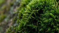 Close-up of vibrant green moss growing on tree bark, showing detailed texture and natural forest growth for botanical and nature backgrounds.