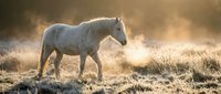 White horse walking through misty golden field at sunrise, dust particles floating in warm light, suitable for equestrian, nature, and wellness design projects.