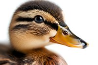 Close-up portrait of mallard duckling showing detailed feathers, beak and eye pattern against white background. Macro nature photography for wildlife concepts.