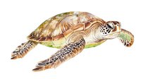 Watercolor sea turtle swimming in ocean waters, featuring detailed shell patterns and natural brown and green tones, painted in loose artistic style on white background.