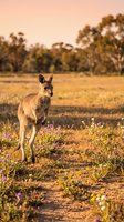 Wild kangaroo standing in golden sunset light among purple wildflowers in natural grassland habitat with eucalyptus trees in soft focus background.