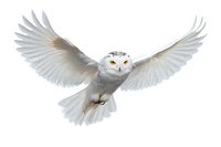 Majestic snowy owl in flight with spread wings against white background, isolated cutout for creative design projects and commercial use.