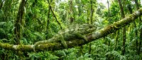 Dense tropical rainforest with fallen moss-covered log and lush green ferns creating natural jungle landscape for environmental and nature projects.