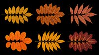 Six autumn rowan leaves in warm orange, red, and golden tones, isolated on transparent background. Ready for stickers, T-shirts, clipart, and print on demand.