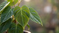 Lush green heart-shaped leaves with prominent veining in soft natural lighting for botanical and gardening projects.