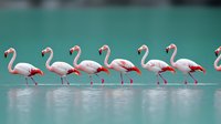Pink flamingos walking in line through shallow turquoise water, creating mirror reflection. Graceful birds display synchronized movement in natural habitat.