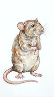 Watercolor illustration of a cute brown and white mouse standing upright with pink ears and tail, isolated on white background for design use.