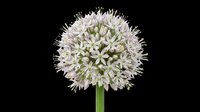 Allium flower with round purple-white bloom on green stem, isolated on transparent background, ready for t-shirt design, stickers, clipart, and print on demand.