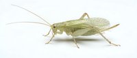 Pale green grasshopper with long antennae isolated on white background, suitable for educational materials, nature illustrations, and design projects.
