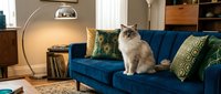 Fluffy white and brown cat sitting on blue velvet sofa in modern living room with arc lamp, wooden furniture and decorative pillows for home decor.