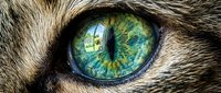 Close-up of a feline eye with striking green and blue iris, detailed fur texture, and intense gaze. Suitable for wildlife, nature, and animal-related design projects.