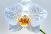 Delicate white phalaenopsis orchid bloom with orange center and water droplets on petals against soft light background, showing intricate floral details.