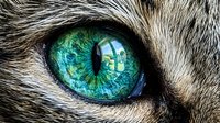 Close-up of a cat's eye with striking turquoise and green iris, featuring a vertical slit pupil and detailed fur texture surrounding the eye.