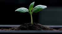 Young green plant seedling growing from rich soil on dark background, macro shot showing new life emergence and growth process in nature. Concept of development and hope.
