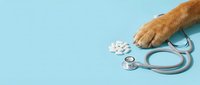 Close-up of dog paw with stethoscope and pills on blue background, veterinary care and pet health concept for animal medicine and treatment.