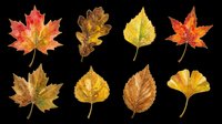 Autumn leaves collection isolated on transparent background, featuring maple, oak, birch and ginkgo in warm fall colors, for clipart, stickers, t-shirt design and print on demand.