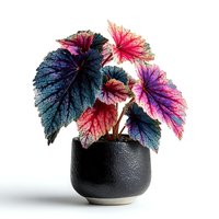 Colorful begonia plant with vibrant purple pink and green leaves in black ceramic pot isolated on white background for home decor and gardening projects.