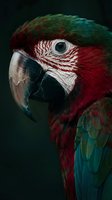 Close-up portrait of colorful macaw parrot with vibrant red and green plumage against dark background for wildlife and nature photography projects.
