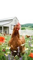 Red hen standing in wildflower meadow with rustic barn and white fence in background. Farm poultry grazing in countryside setting with colorful blooms.